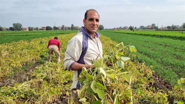 نصائح لمزارعي الفاصوليا الصيفية لضمان إنتاجية عالية وجودة حبوب ممتازة