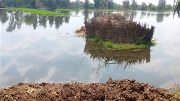 غرق أراضٍ زراعية ومواشٍ بنجع "الدير" بسبب مياه الصرف.. والأهالي يستغيثون