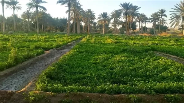تحذير رسمي من موجة حر غير مسبوقة.. و"الزراعة" تعلن حالة التأهب لحماية المحاصيل