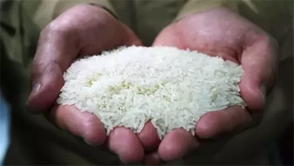 أسعار طن الأرز الشعير اليوم الخميس 15 مايو 2025