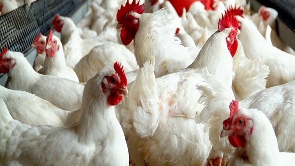أسعار الدواجن والبيض بمحافظة الغربية اليوم الخميس