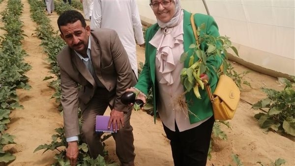 " بحوث الصحراء" ينظم ورشة بشأن أهمية الزراعة العضوية بمحطة المغارة بشمال سيناء