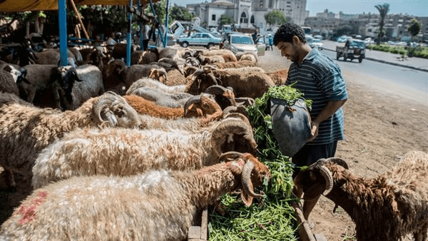 أفضل تطبيق أضاحي في السعودية 2025/1446 للحجز الإلكتروني.. معتمد من بنك التنمية الإسلامي