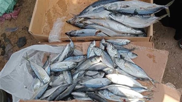 أسعار الأسماك بسوق العبور اليوم الجمعة 16 مايو 2025