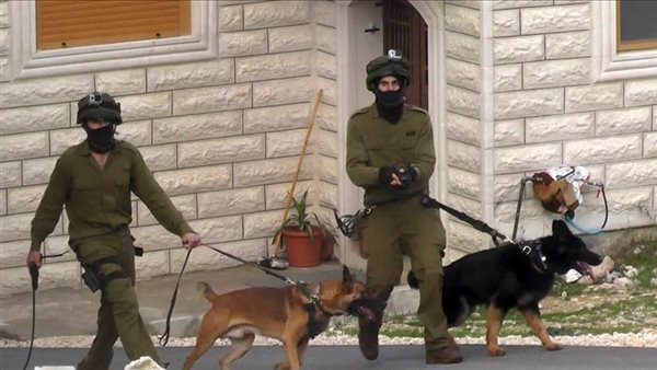 قوات الاحتلال تستخدم كلاب هولندية مدرّبة لتعذيب الفلسطينيين