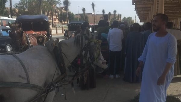 حملات توعوية لأصحاب عربات الحنطور بالأقصر حول تدوير روث الخيول وتحويله لسماد عضوي