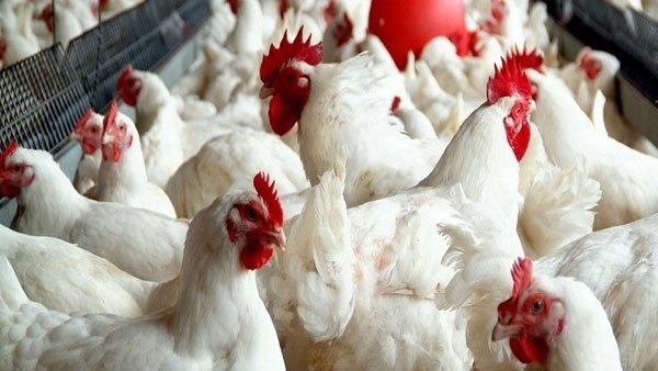 أسعار الدواجن فى أسواق أسوان اليوم الخميس