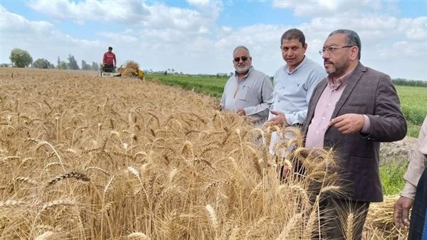 الذهب الأصفر.. انتعاشة في توريد القمح لشون دمياط (صور)