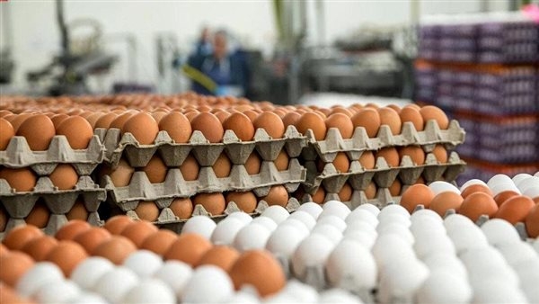 أسعار البيض والكتاكيت في الإسكندرية اليوم الإثنين 19 مايو