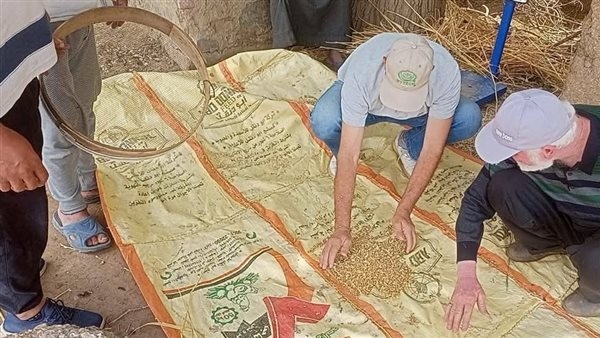"زراعة المنوفية": حصاد 18 ألف فدان من القمح وتوريد 7390 طنًا حتى الآن