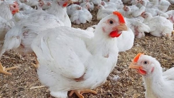أسعار الدواجن والبيض في الدقهلية اليوم الأحد