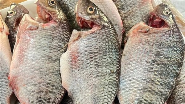 أسعار الأسماك والمأكولات البحرية في كفر الشيخ اليوم الإثنين 5 مايو