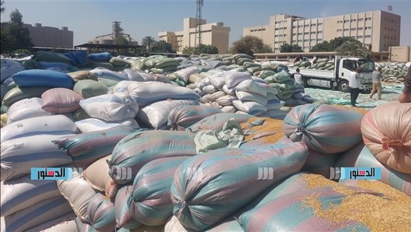 آخر التطورات بشأن توريد القمح إلى مراكز التخزين بالدقهلية