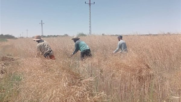 بدء حصاد محصول الكانولا بمركز الداخلة في الوادي الجديد