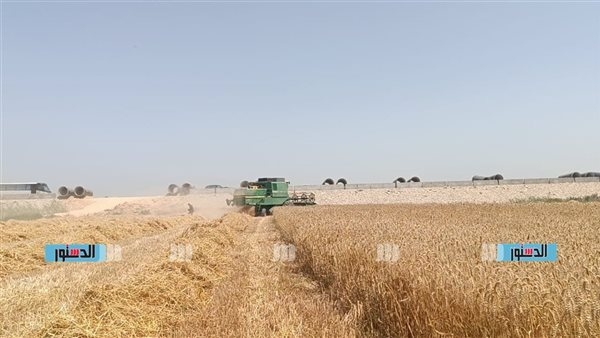 الزراعة: مستهدف زيادة مساحات القمح إلى 4 ملايين فدان من المشروعات القومية