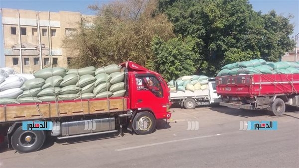 قفزة كبيرة فى توريد القمح للشون والصوامع بالفيوم