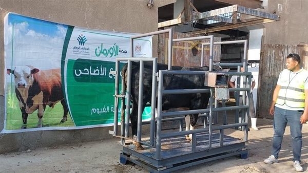 إطلاق 4 أنواع من الصكوك لدعم الأسر الأولى بالرعاية بالفيوم