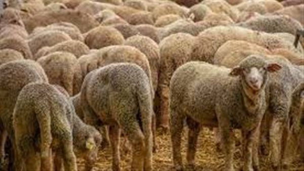 موعد أول أيام عيد الأضحى في إسبانيا 2025/1446