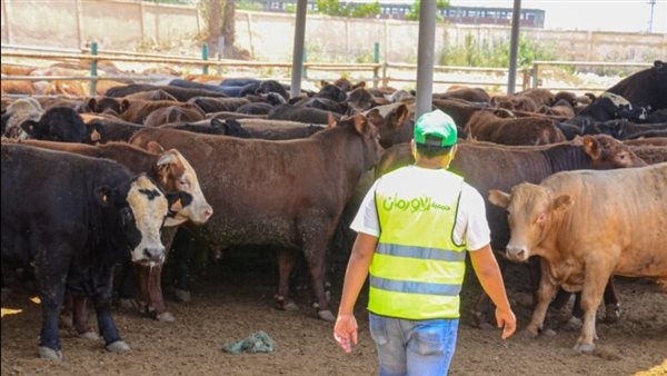توزيع 70 ألف كيلو لحوم أضاحى و175 عجل بلدى للأسر الاولى بالرعاية بالغربية