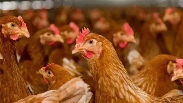 بورصة الدواجن في مصر اليوم.. أسعار الفراخ البيضاء والحمراء الأحد 18 مايو 2025