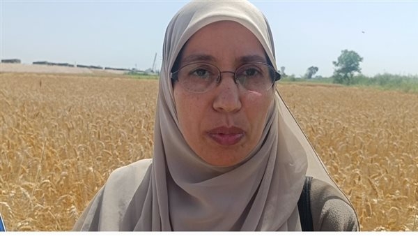 رئيس الحملة القومية للنهوض بمحصول القمح بالإسكندرية: موسم هذا العام استثنائي