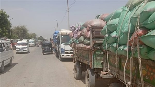 ارتفاع حصيلة توريد القمح إلى الشون والصوامع بالإسماعيلية