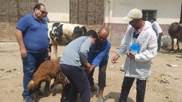 تحصين 23261 ألف ضد مرضي الحمى القلاعية بالبحيرة
