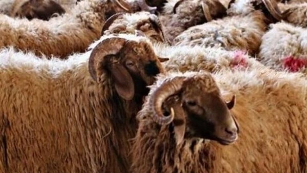 كم باقي على عيد الأضحى 2025 في الدول العربية؟ العد التنازلي الرسمي