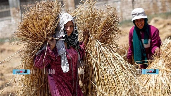 تموين الشرقية: توريد 550 ألف طن قمح لصوامع المحافظة حتى الآن