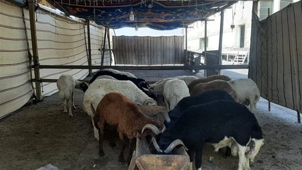 معرض "أهلًا بالعيد" بالأميرية: لحوم الأضاحي بأسعار الجملة تحت إشراف بيطري شامل
