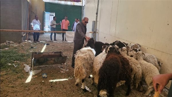 تموين الأقصر: وصول الدفعة الأولى من خراف الأضاحي الحية والمجمدة