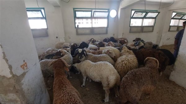 بـ220 جنيهًا للكيلو.. "زراعة البحر الأحمر" توفر خراف الأضاحي بالغردقة
