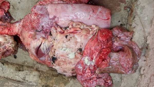إعدام 810 كجم لحوم ومفروم دجاج غير صالح بالفيوم