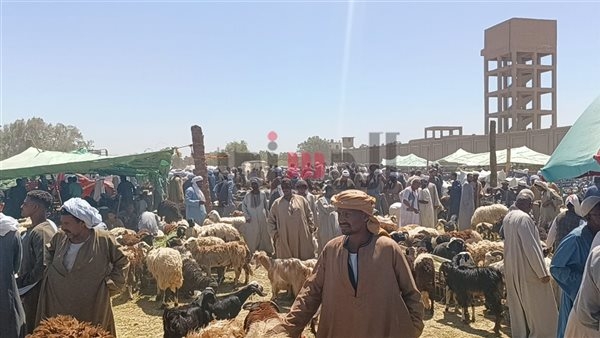 انتعاش سوق الخراف بأسوان قبيل عيد الأضحى.. ومفاجأة في الأسعار