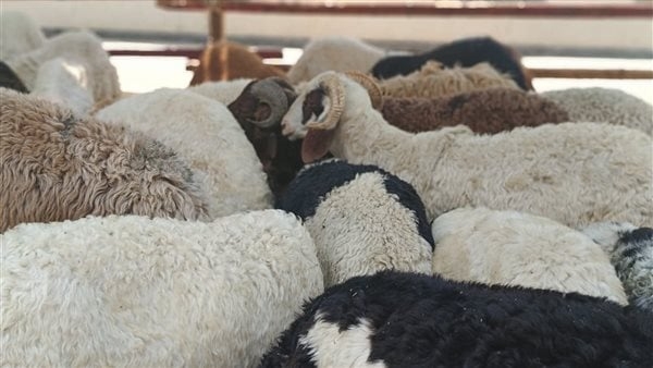 مع اقتراب عيد الأضحى 2025.. نصائح لاختيار أضحية سليمة شرعًا وصحيًا