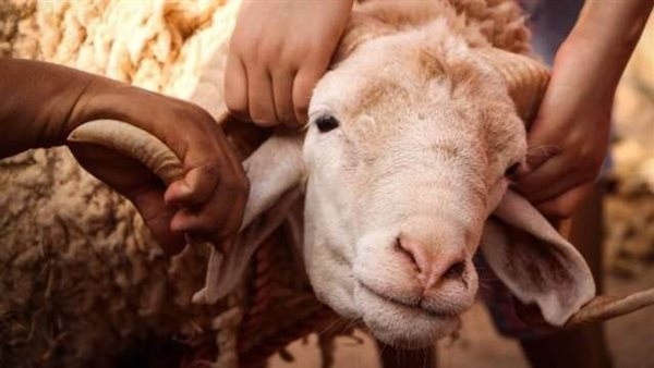 ذبح الأضاحي في الشوارع يغرمك 10 آلاف جنيه.. والمجازر مجانًا بالقاهرة