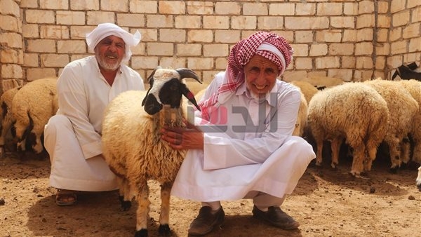 تبدأ من 7000 جنيه.. الأغنام البرقى تتصدر المشهد قبل عيد الأضحى بمطروح
