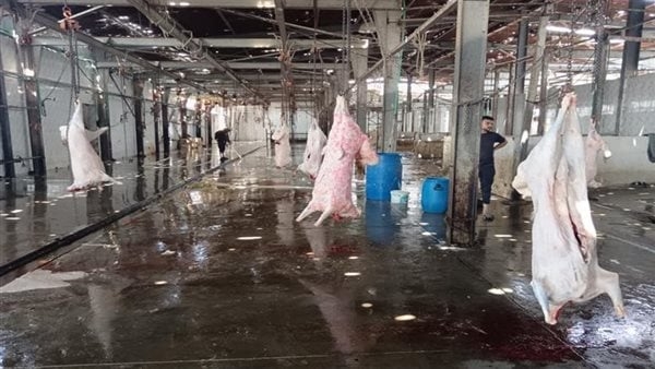 8989 أضحية في اليوم الأول.. المجازر الحكومية تستقبل الأضاحي وتفحصها مجانًا