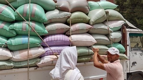 محافظ المنيا: استمرار أعمال توريد القمح بإجمالي 509 آلاف طن منذ بدء موسم 2025