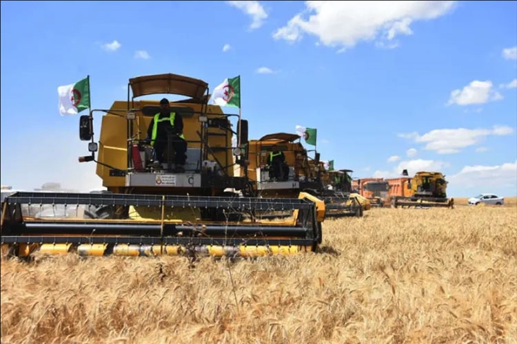 France's Pain Over Algeria's Wheat Production Policy