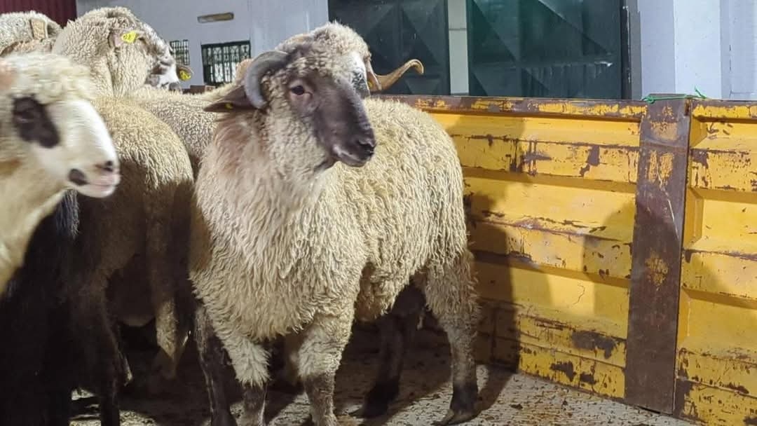 ميناء جن جن بجيجل يستقبل أول سفينة من الكباش المستوردة ‏