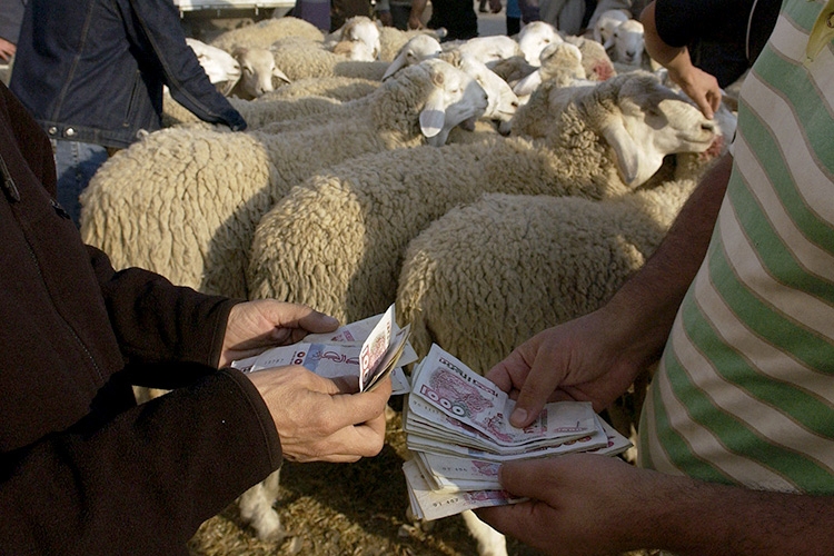بواقع مليوني سنتيم.. أسعار المواشي تتراجع في 'بورصة' الشريعة