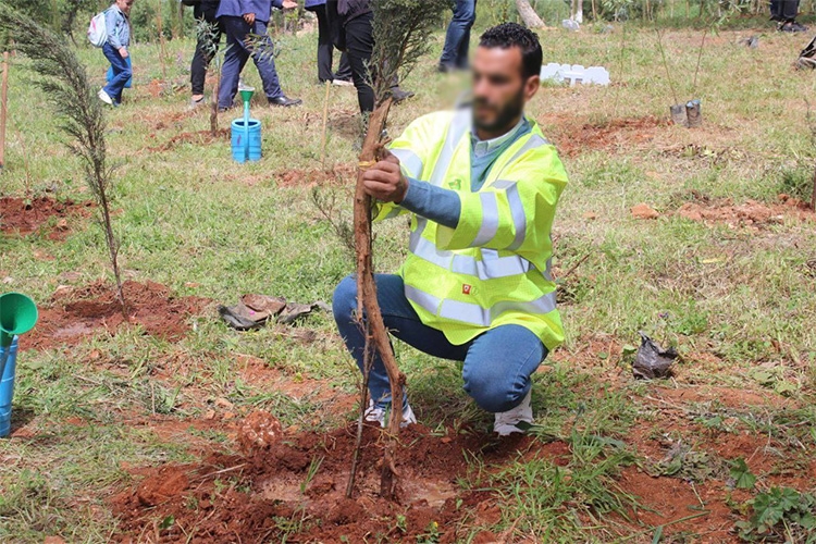 نجاح غرس 40 ألف شجرة لإحياء 'السد الأخضر'