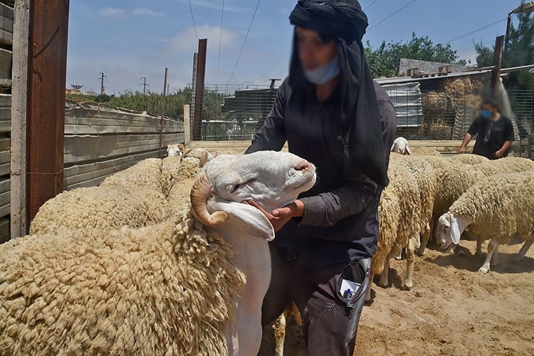 الأضاحي المحلية.. للميسورين فقط!