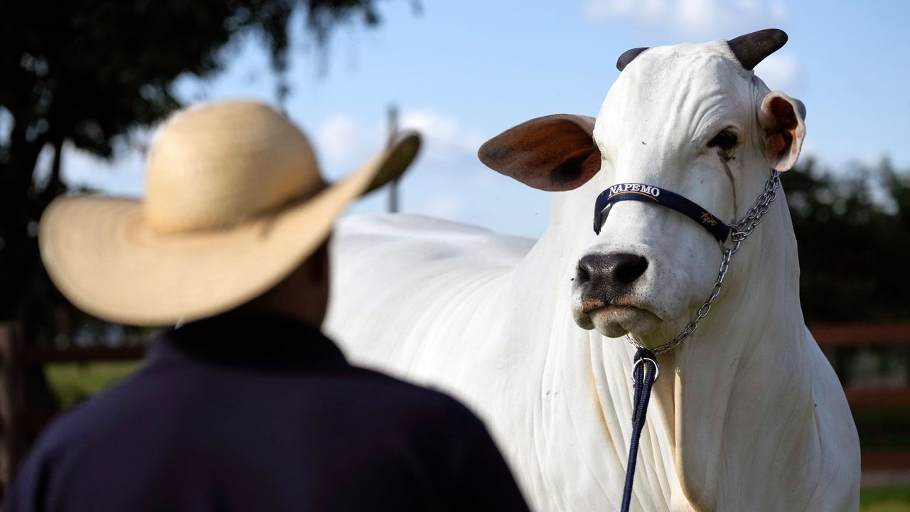 Brazilian supercows are taking over the world