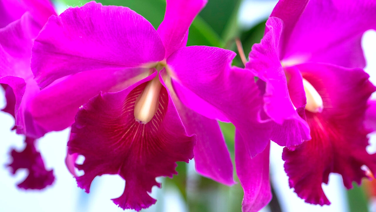 Would you pay $100,000 for an orchid?