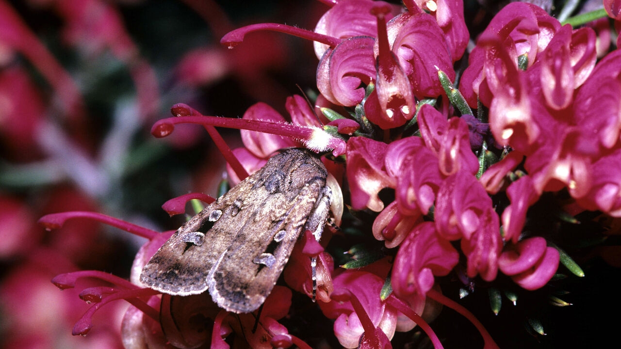 Meet the moths that use the stars to find their way