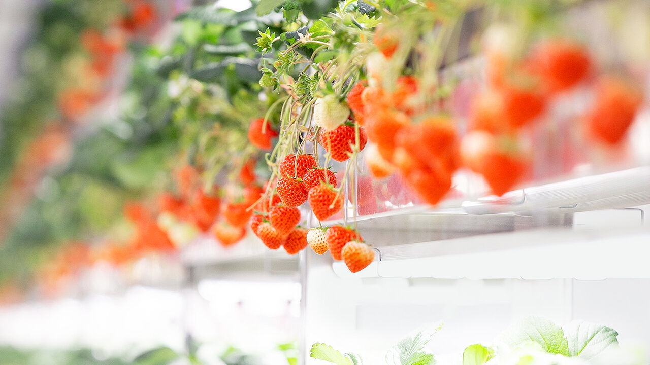 Would you pay $19 for a strawberry?
