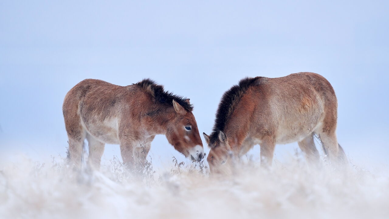 Conservationists have rescued the world's last truly wild horse