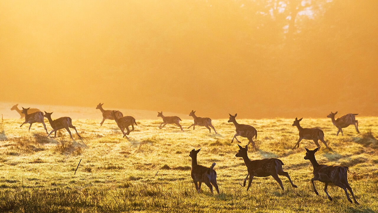 Scientists want to sequence all animals, fungi and plants on Earth